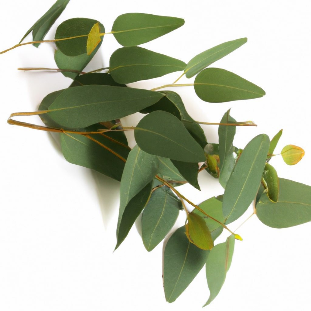 Eukalyptus - 8 super účinkov pre zdravie