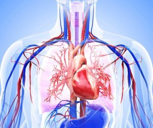 Anatómia kardiovaskulárneho systémuň