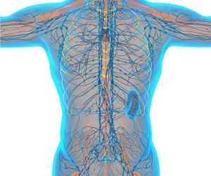 Nervový systém ako funguje a aké sú jeho funkcie