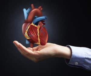 Srdce je svalový orgán umiestnený v hrudnej dutine za hrudnou kosťou