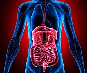Tráviaci systém známy tiež ako gastrointestinálny trakt (GIT) je komplexný systém ktorý je zodpovedný za rozklad potravy na živiny a odstraňovanie odpadových produktov z tela