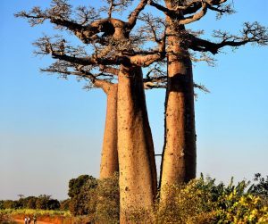 Baobab je druh stromu ktorý je endemický pre niektoré oblasti Afriky Madagaskaru a Austrálie